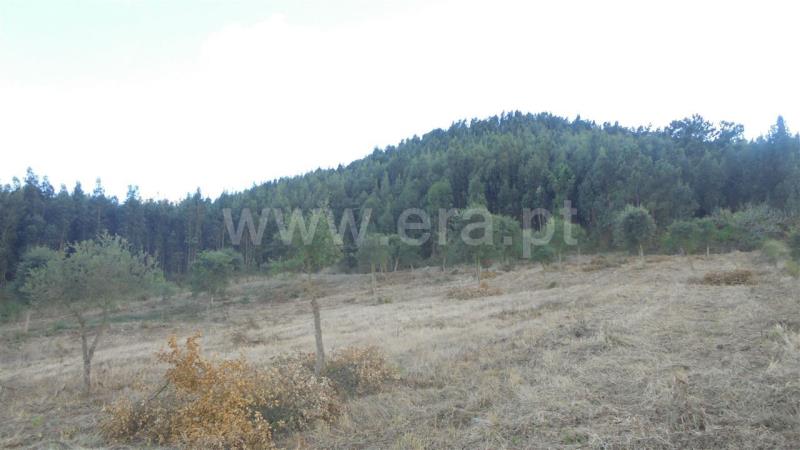Terreno Rústico  Mafra, Sobral da Abelheira, Mafra - 765696 - 7