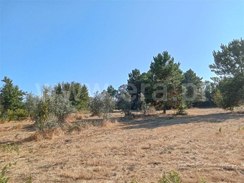 Terreno Rústico  Mangualde, Fornos de Maceira Dão - 1427450 - 4