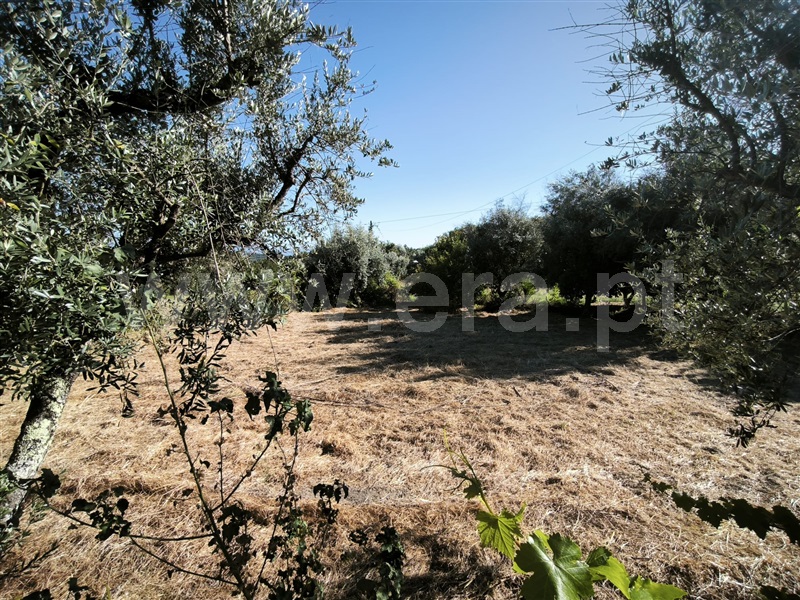 Terreno Rústico  Mangualde, Mangualde, Mesquitela e Cunha Alta - 1481265 - 2