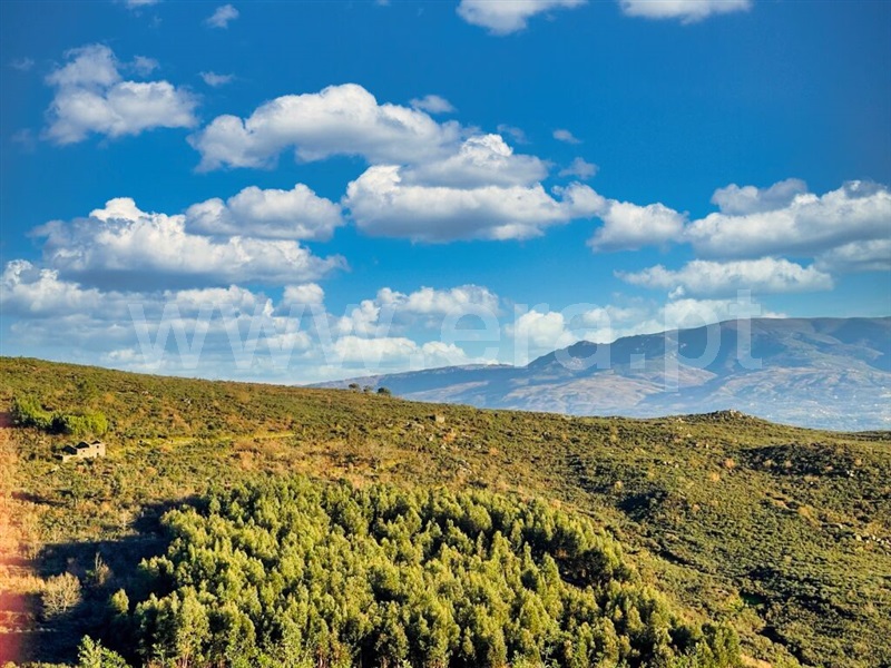 Terreno Rústico / Mangualde, Santiago de Cassurrães e Póvoa de Cervães