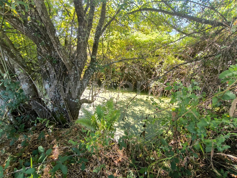 Terreno Rústico  Mangualde, São João da Fresta - 1424212 - 8