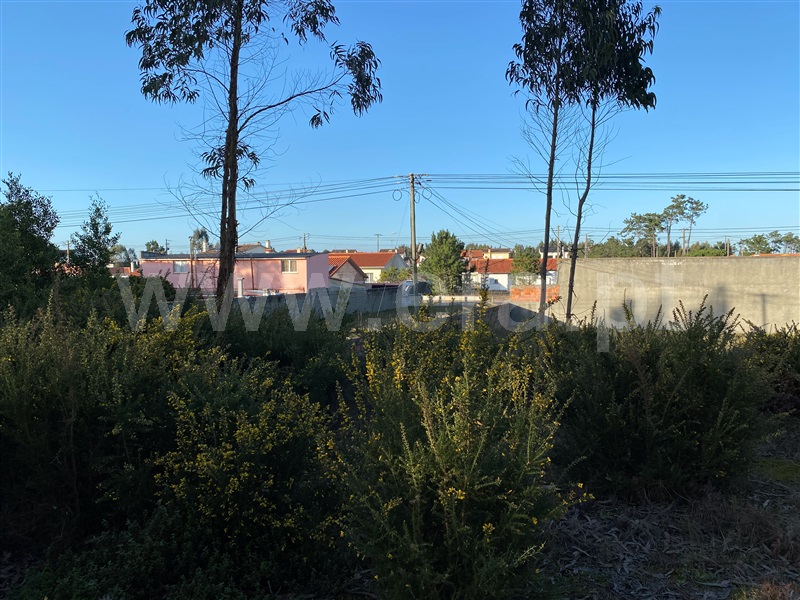 Terreno Rústico  Marinha Grande, Vieira de Leiria - 1460155 - 1