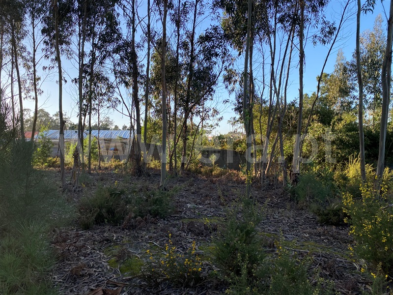 Terreno Rústico  Marinha Grande, Vieira de Leiria - 1460155 - 2