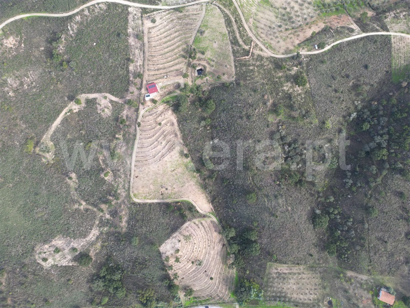 Terreno Rústico  Mirandela, São Salvador - 1445780 - 1