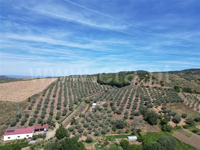 Terreno Rústico / Mirandela, Vale de Asnes