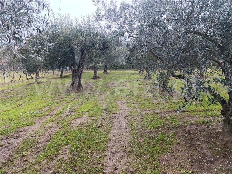 Terreno Rústico  com Agrícola Murça - 1494493 - 4