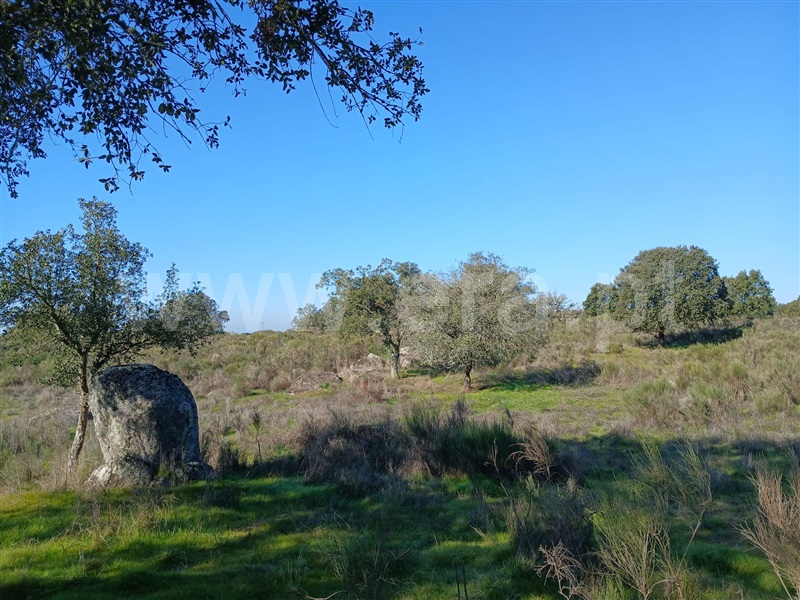 Terreno Rústico  Nisa, Espírito Santo, Nossa Senhora da Graça e São Simão - 1453331 - 4