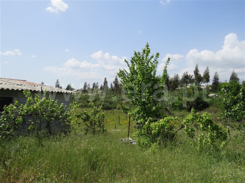 Terreno Rústico  com Agrícola Oliveira do Hospital, Seixo da Beira - 1246186 - 7