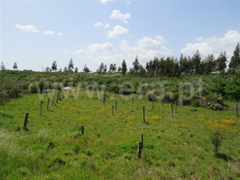Terreno Rústico  com Agrícola Oliveira do Hospital, Seixo da Beira - 1246186 - 11