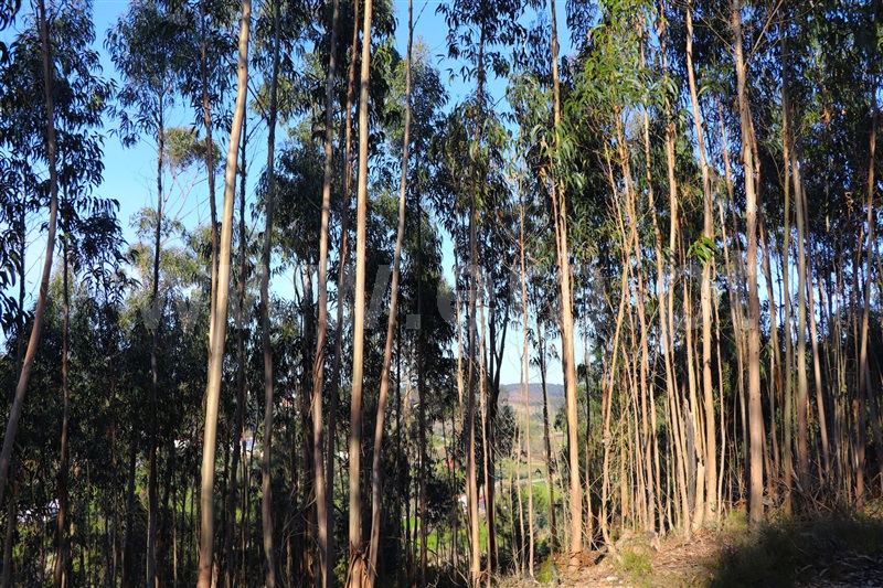 Terreno Rústico  Ourém, Espite - 1154563 - 6