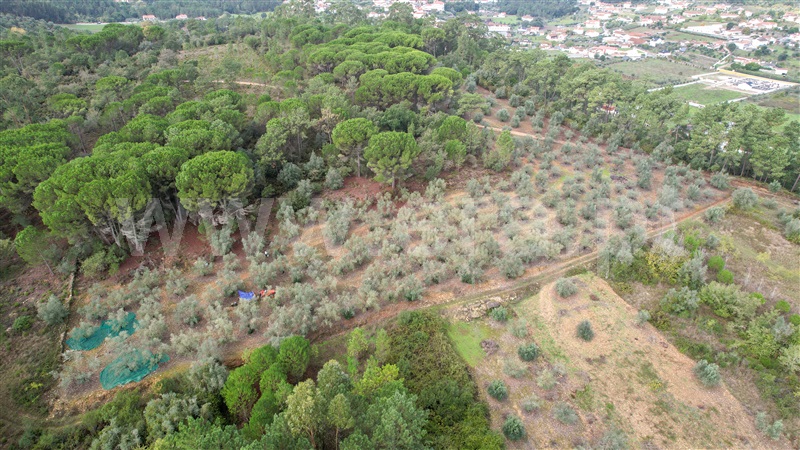 Terreno Rústico / Ourém, Gondemaria e Olival