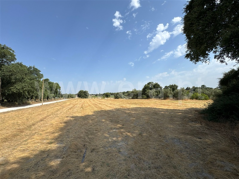 Terreno Rústico / Palmela, Pinhal Novo