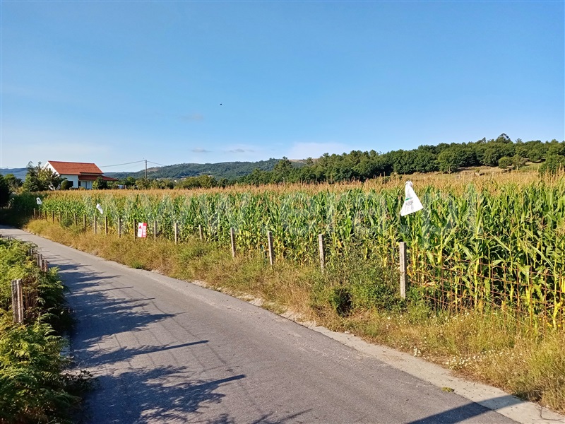 Terreno  Paredes de Coura, Bico e Cristelo - 1195679 - 7