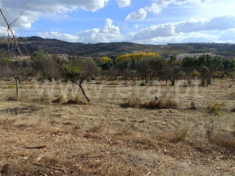 Terreno Rústico / Penalva do Castelo, Real