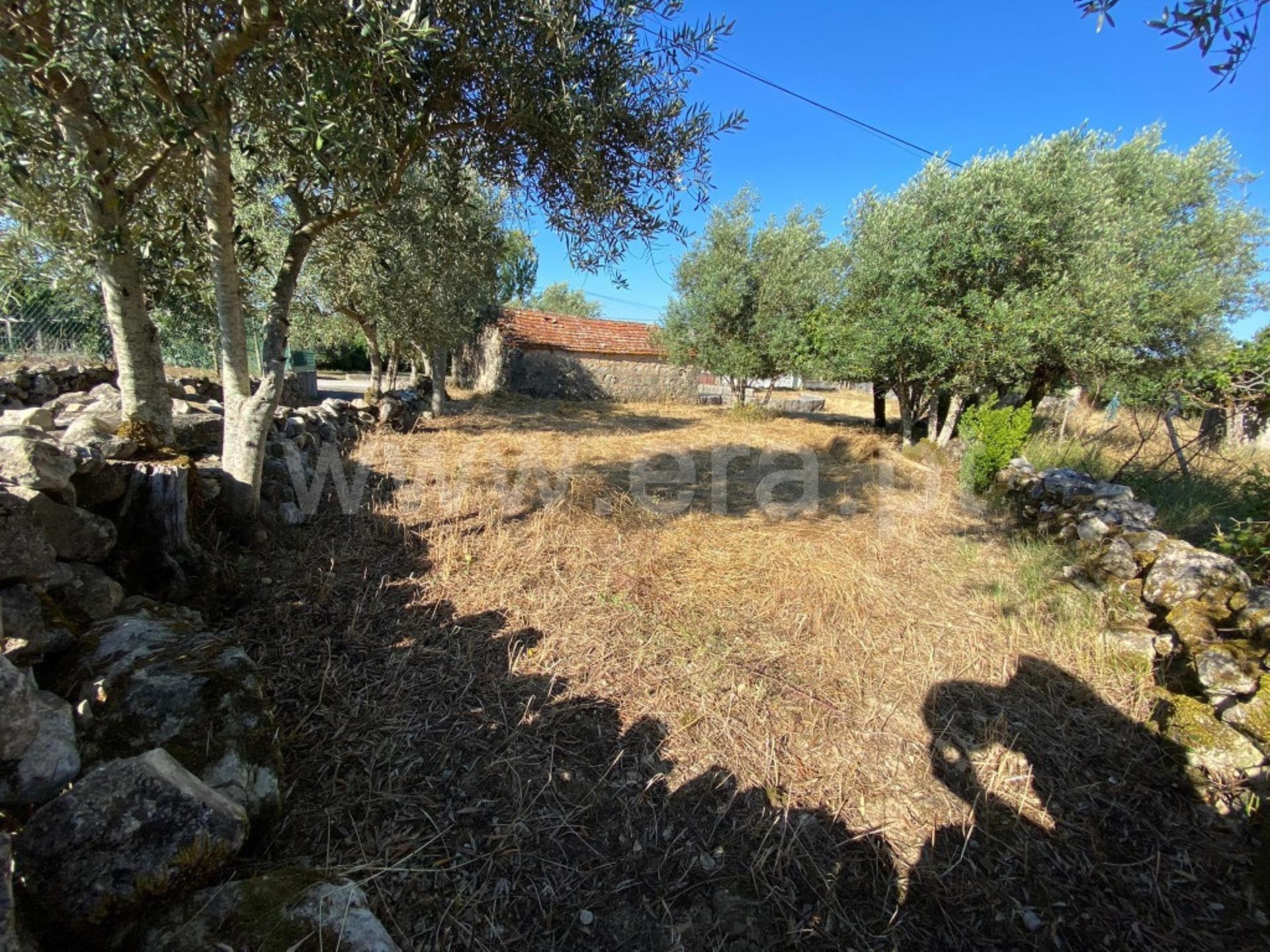 Terreno em Penela
