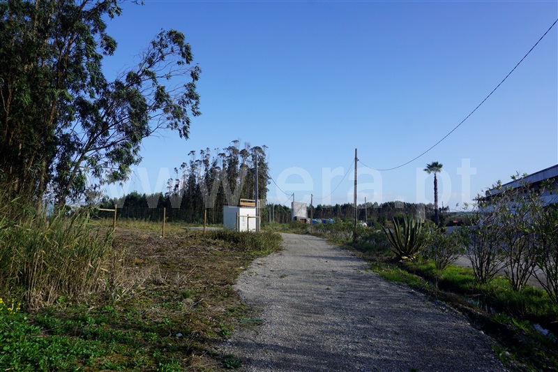 Terreno Rústico  com Agrícola Peniche, Atouguia da Baleia - 1336005 - 6