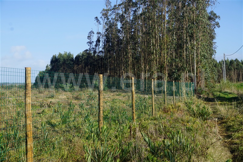 Terreno Rústico  com Agrícola Peniche, Atouguia da Baleia - 1336005 - 7