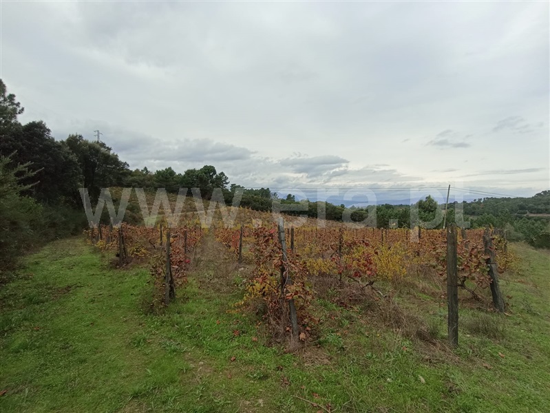 Terreno Rústico  Peso da Régua, Poiares e Canelas - 1440860 - 1