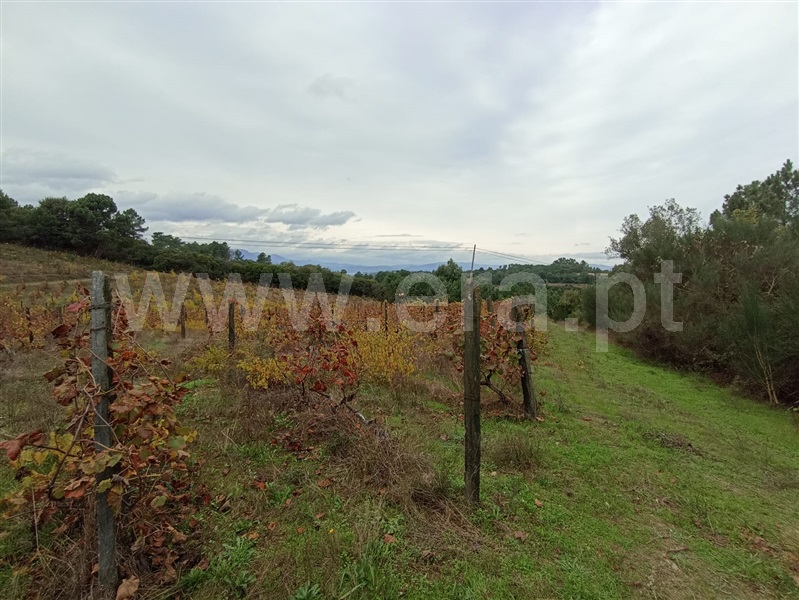 Terreno Rústico  Peso da Régua, Poiares e Canelas - 1440860 - 2