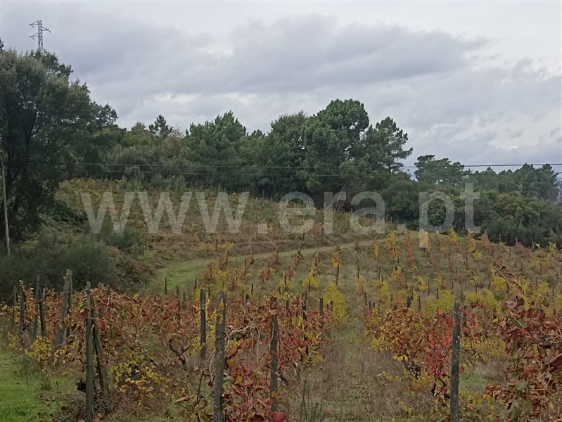 Terreno Rústico  Peso da Régua, Poiares e Canelas - 1440860 - 3
