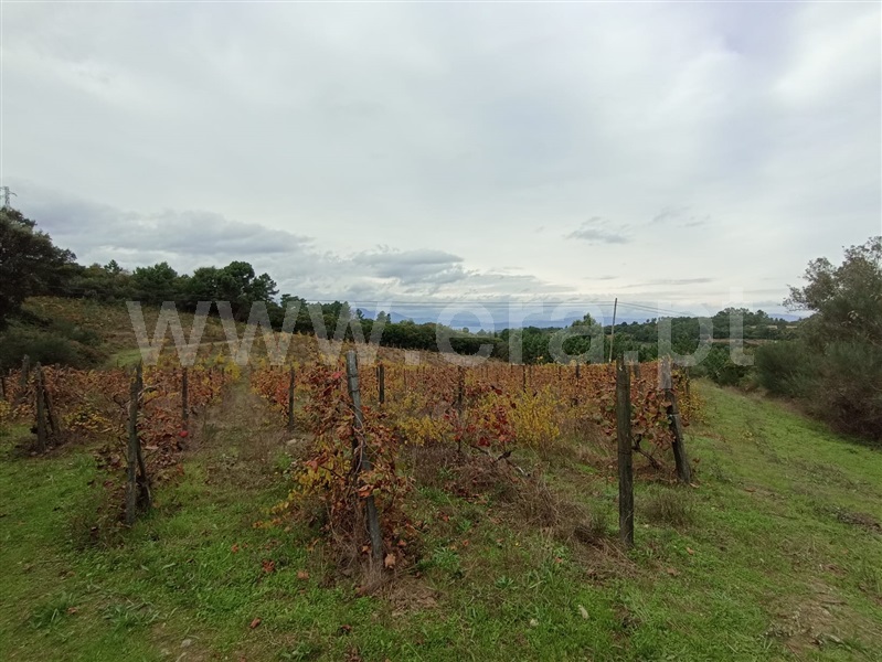 Terreno Rústico  Peso da Régua, Poiares e Canelas - 1440860 - 4