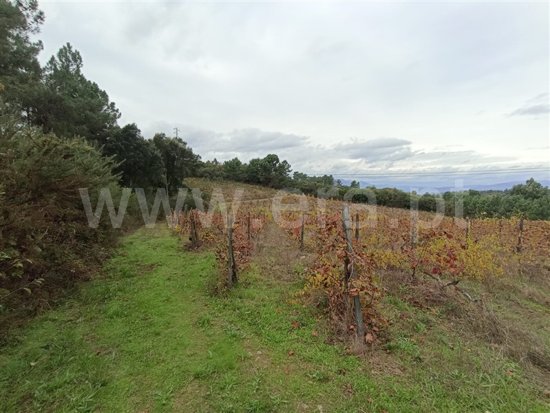 Terreno Rústico  Peso da Régua, Poiares e Canelas - 1440860 - 5