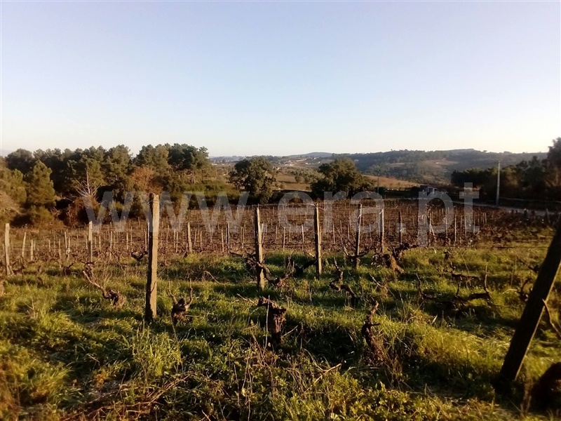 Terreno Rústico / Peso da Régua, Poiares e Canelas