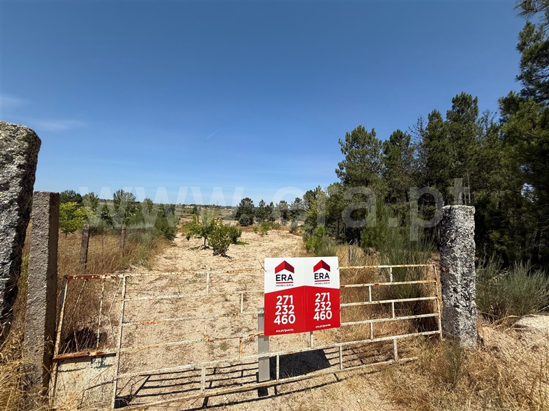 Terreno Rústico  Pinhel, Pinhel - 1496496 - 1