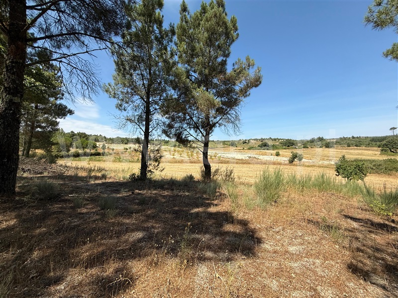 Terreno Rústico  Pinhel, Pinhel - 1496496 - 3