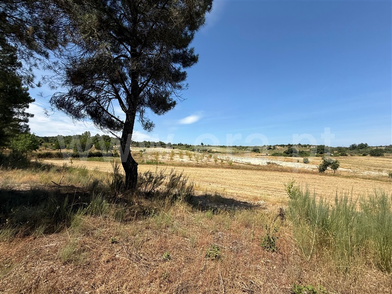 Terreno Rústico  Pinhel, Pinhel - 1496496 - 5