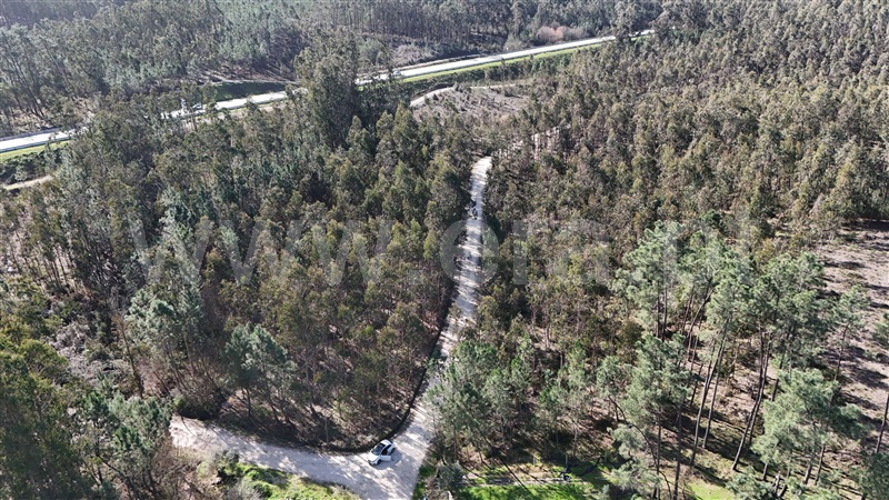 Terreno Rústico  Pombal, Louriçal - 1459226 - 6