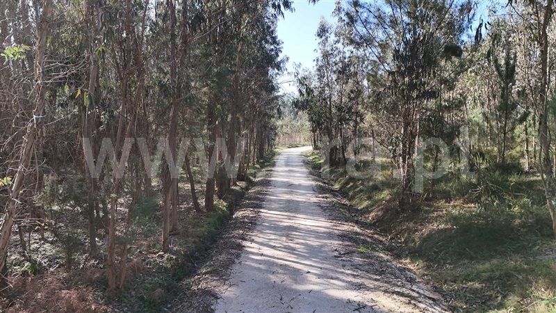 Terreno Rústico  Pombal, Louriçal - 1459226 - 7