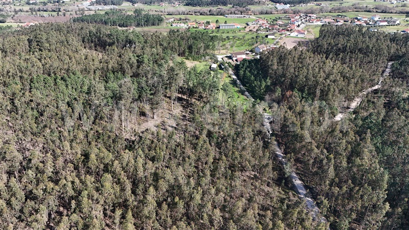 Terreno Rústico  Pombal, Louriçal - 1459226 - 12