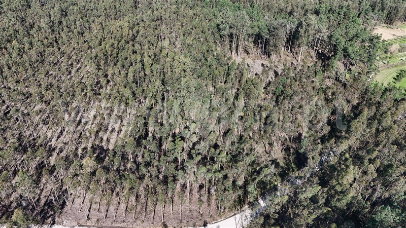 Terreno Rústico  Pombal, Louriçal - 1459226 - 15