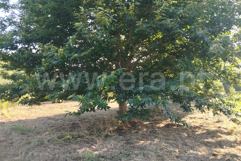 Terreno Rústico  Ponte de Lima, Estorãos - 1501934 - 5