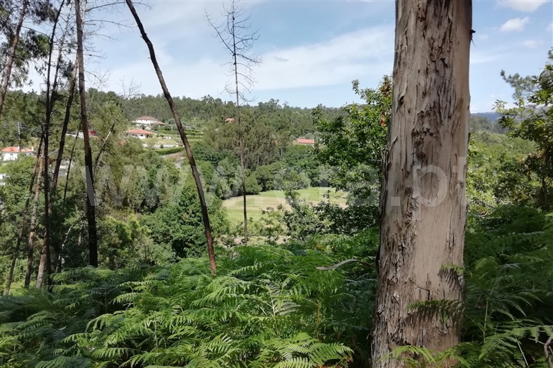 Terreno Rústico  Ponte de Lima, Rebordões Santa Maria - 1093628 - 5
