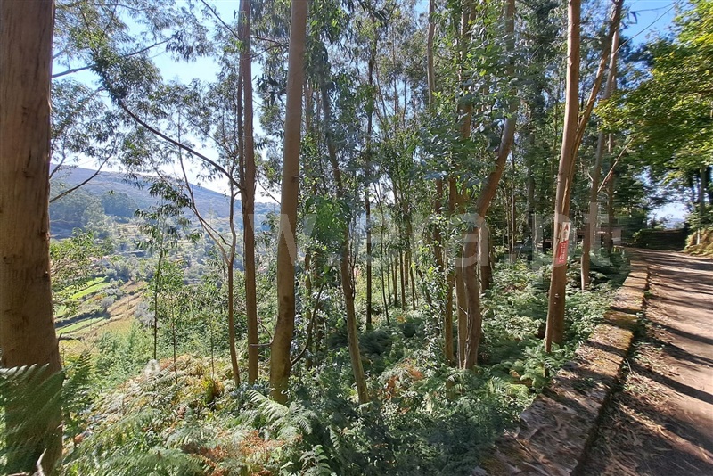 Terreno Rústico  Ponte de Lima, Vilar do Monte - 1503554 - 4