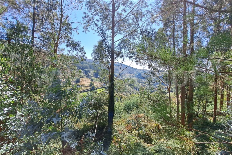 Terreno Rústico  Ponte de Lima, Vilar do Monte - 1503554 - 6