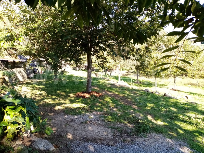 Terreno Rústico  Ponte de Lima, Vitorino dos Piães - 1129966 - 8