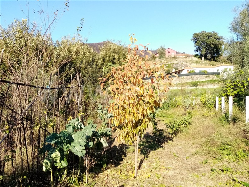 Terreno Rústico  Ponte de Lima, Vitorino dos Piães - 1129973 - 6