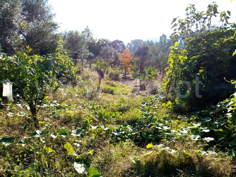 Terreno Rústico  Ponte de Lima, Vitorino dos Piães - 1129973 - 4