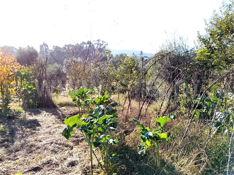 Terreno Rústico  Ponte de Lima, Vitorino dos Piães - 1129973 - 7