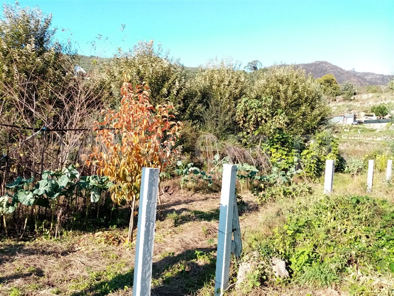 Terreno Rústico / Ponte de Lima, Vitorino dos Piães
