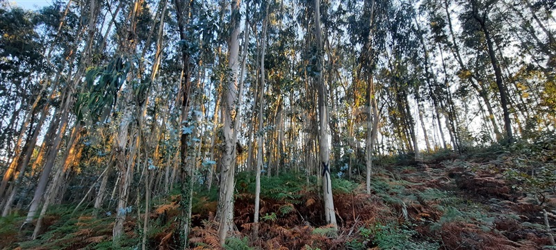 Terreno Rústico / Póvoa de Lanhoso, Calvos e Frades