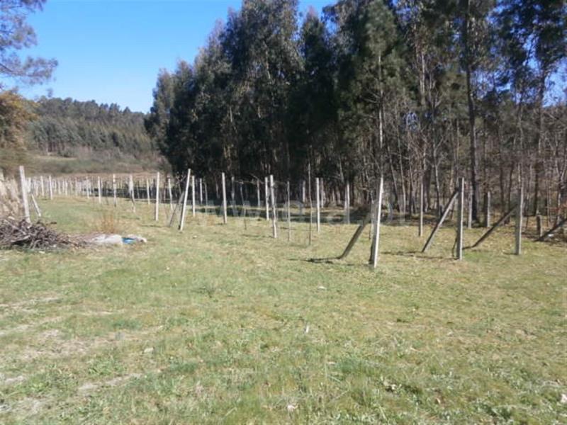 Terreno Rústico  Póvoa de Lanhoso, Frades - 439266 - 3