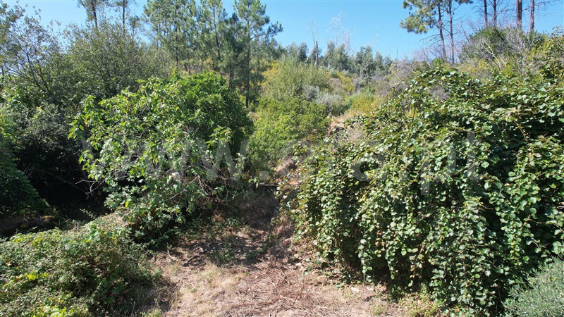 Quintinha  Proença-a-Nova, Alvito da Beira - 1429523 - 20