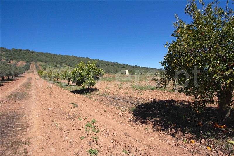 Terreno Rústico  Reguengos de Monsaraz, Corval - 1308825 - 7