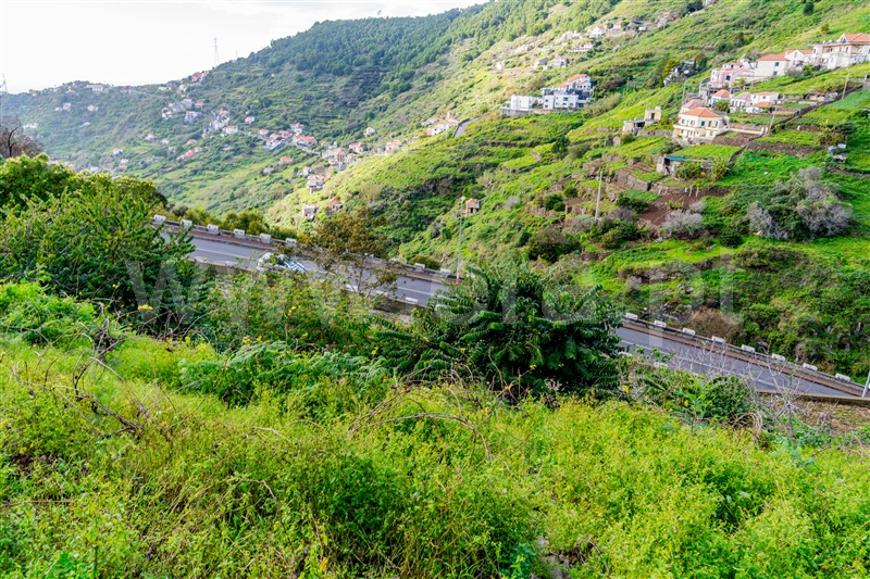 Terreno Rústico  Ribeira Brava, Campanário - 1446833 - 7