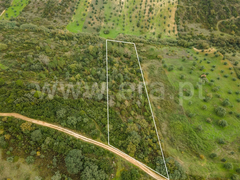 Terreno Rústico  com Agrícola Rio Maior, Malaqueijo - 1289425 - 2