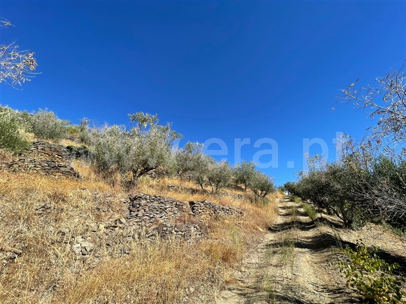 Terreno  Sabrosa - 1510262 - 1